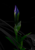 A flowers spot light.