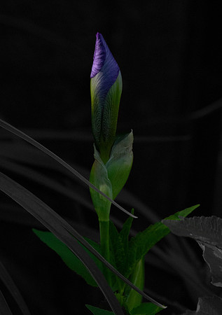 A Ray of light.