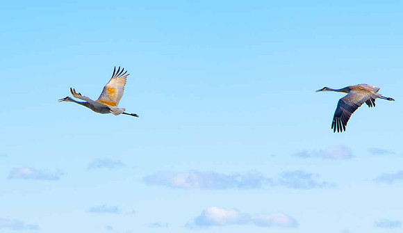 Sand Cranes.
