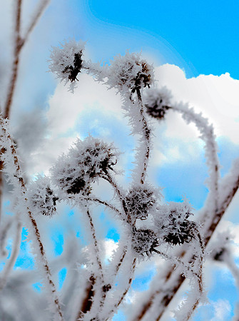 A Frosty Morning.