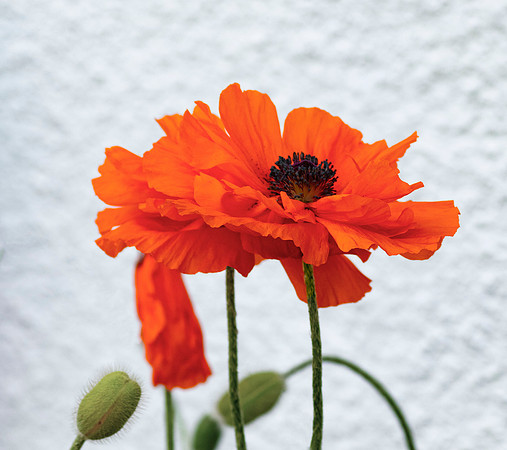 Flower.