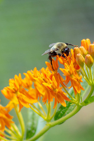 A Bee.