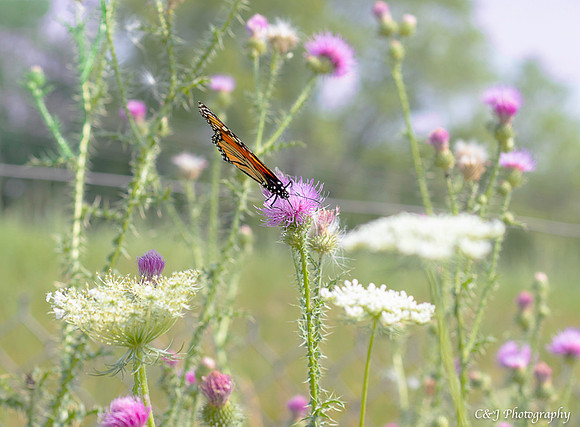 Monarch butterfly.