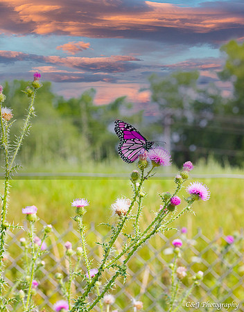 Monarch butterfly.
