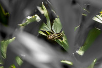 Zebra Longwing Butterfly.