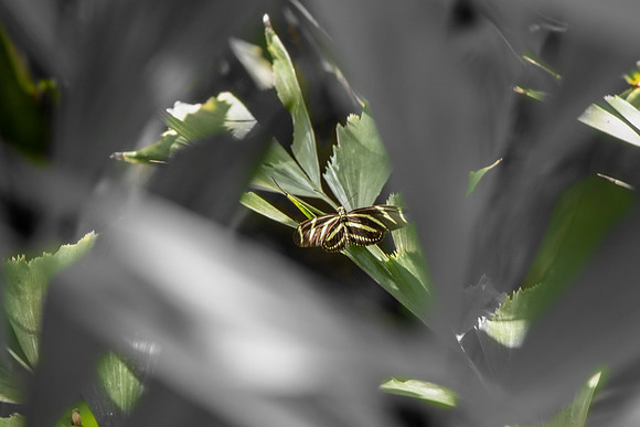 Zebra Longwing Butterfly.
