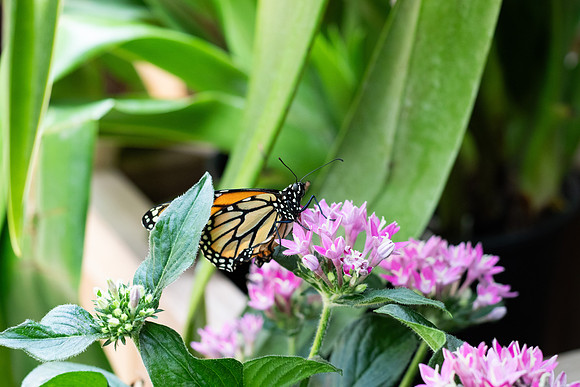 Monarch