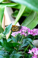 Monarch