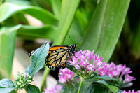 Monarch
